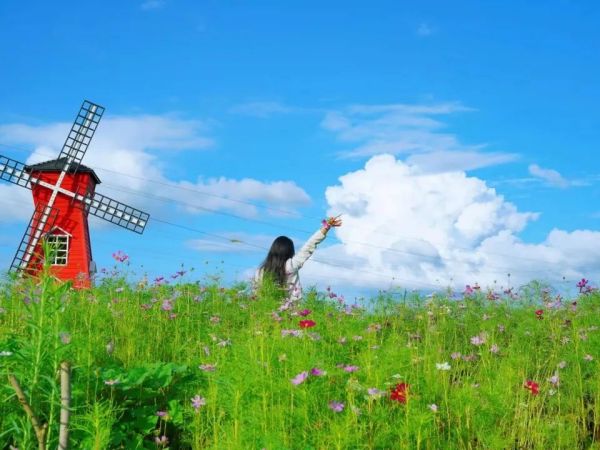 【畫(huà)卷】快(kuài)來(lái)打卡！走進鐵(tiě)航格桑花(huā)海(hǎi)，感受夏日(rì)中的(de)獨特美(měi)好(hǎo)！