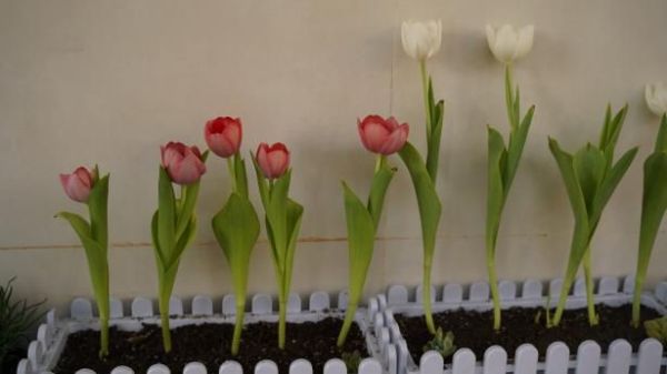 “走廊鮮花(huā)種植”活動第一(yī)輪評選結果來(lái)啦 (7)